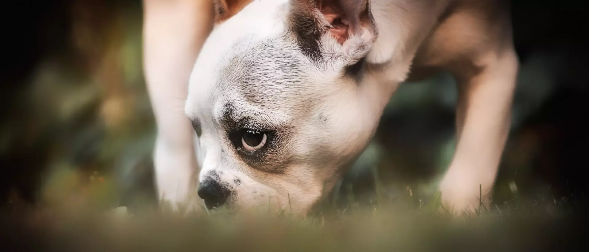 Bulldogge_FABIAN_AUST_Haustierfotografie.jpg